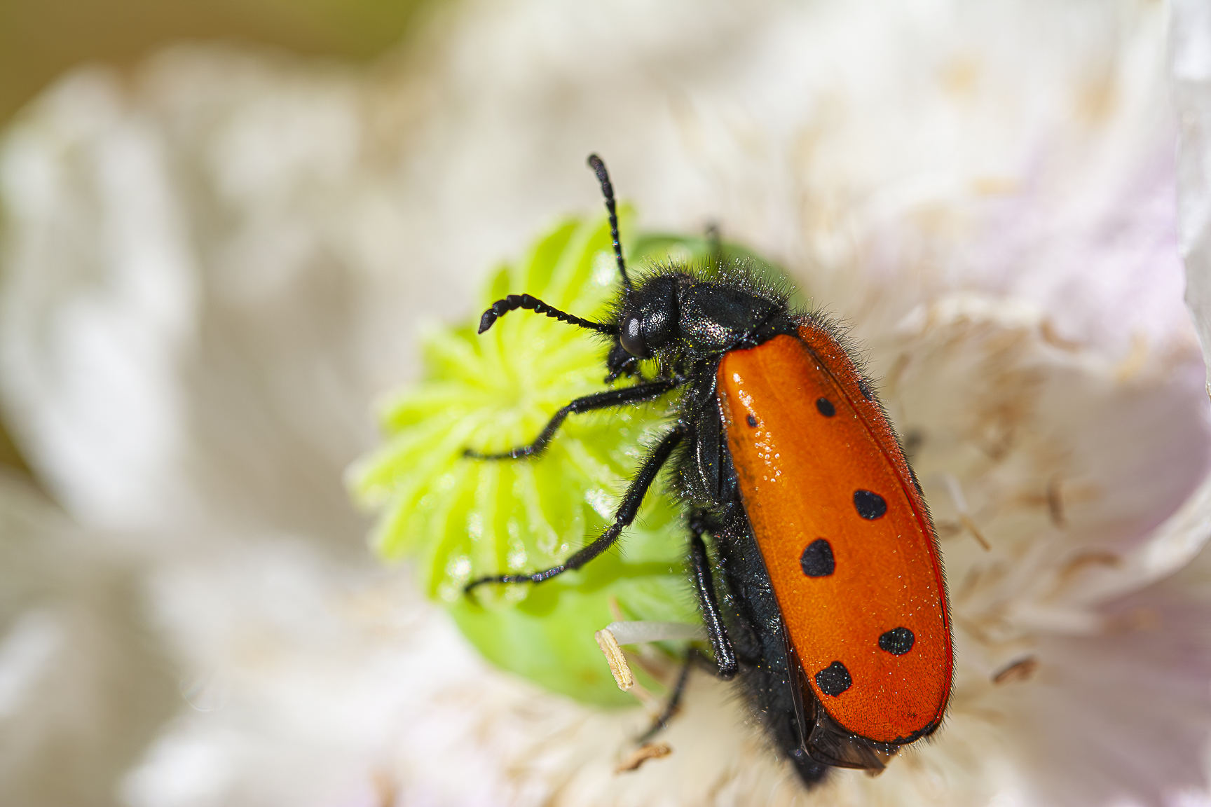 Escarabajo meloido, Mascaflor mesetario, Mylabris hieracii, escarabajo en flor de amapola blanca, adormidera, opio, Papaver somniferum, Opium poppy, Breadseed poppy, Blister beetle on white poppy