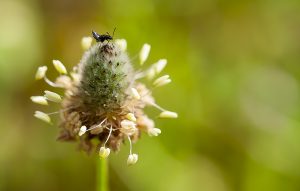 Philonthus, Plantago lagopus, large rove beetle, escarabajo negro sobre flor de pie de liebre