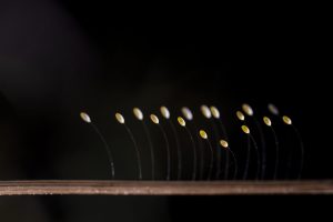 Huevos, puesta de crisopa en un junco, Chrysopidae, Neuróptero, Green lacewings eggs, Stinkfly