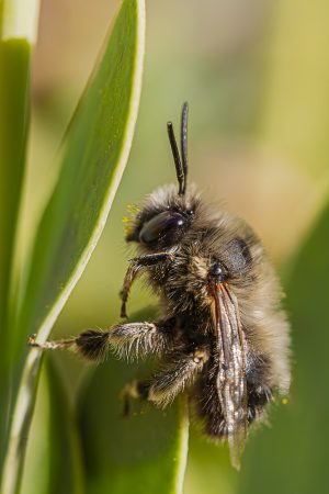 Anthophora plumipes, Abeja de patas peludas, Abeja peluda descansa sobre una hoja verde, Primavera, Hairy-footed Flower Bee