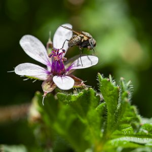 Mosca sobre una flor de alfilerillo de pastor. Geraniácea y díptero. Fly on a white flower
