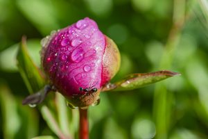 Peonía rosa con hormiga sobre fondo verde. Hormiga negra, Formicidae, Paeonia. Pink peony