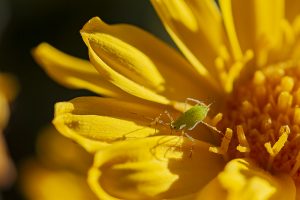 Pulgón verde en una flor amarilla, pulgón del guisante, Áfido, Aphididae, Acyrthosiphon pisum