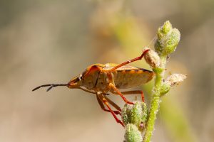 Chinche de las semillas, chinche de escudo, pentatómido, Carpocoris, Shield bugs, stink bugs.