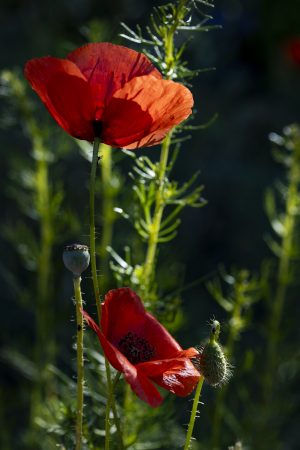 Papaver rhoeas, Brote, flores y cápsula de amapola rodeadas de hojas verdes. Poppies on green background