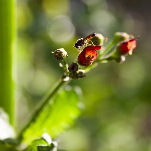 Mosca de las flores, del género Melanostoma, sobre flor roja de escrofularia
