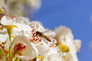 Sírfido en un peral en flor. Flores blancas. Mosca de las flores, mosca cernidora, Episyrphus balteatus, Sirphydae, Sirphid on white flowers, Pyrus