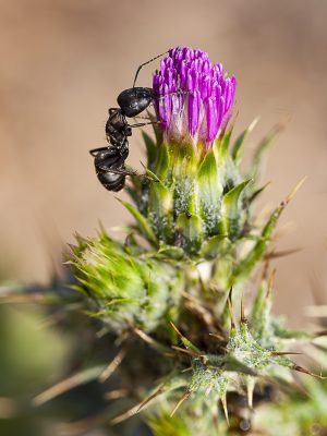Hormiga negra en un brote de cardo, Soldier black ant on a thistle flower