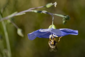 Linum narbonense y Syrphidae. Sírfido se alimenta colgado de una flor de lino azul. Blue flax with hoverfly. Mosca de las flores se alimenta de lino azul.