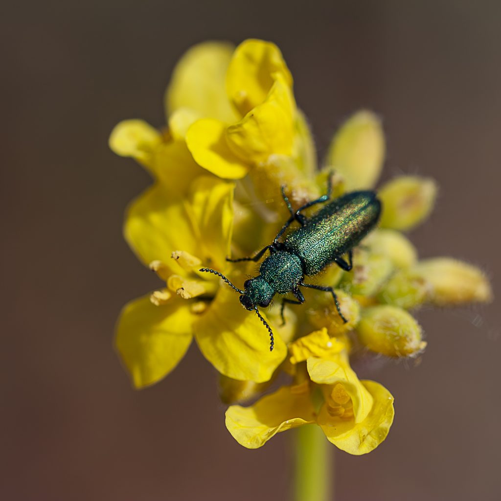 Psilothrix viridicoerulea, escarabajo verde sobre flor amarilla, escarabajo verde de las flores, Green soft-winged flower beetle, escarabajo florícola metalizado