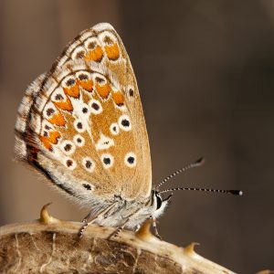 Aricia cramera, mariposa morena, butterfly. Alas, antenas y escamas.