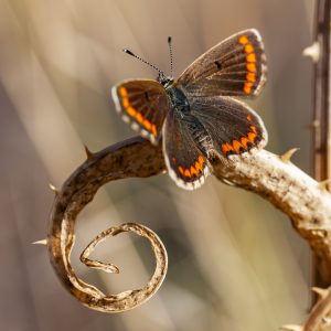 Aricia cramera, mariposa morena, butterfly. Alas, antenas y escamas.