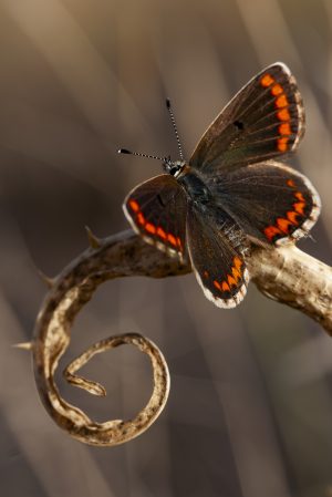 Aricia cramera, mariposa morena, butterfly. Alas, antenas y escamas.