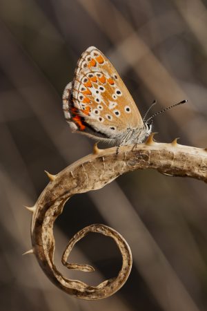 Aricia cramera, mariposa morena, butterfly. Alas, antenas y escamas.