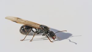 Hormiga con alas, hormiga reina. Queen ant, winged ant. Sombra sobre fondo blanco