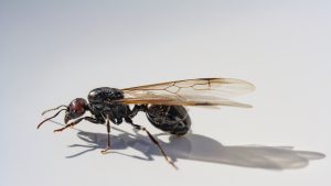 Hormiga con alas, hormiga reina. Queen ant, winged ant. Sombra sobre fondo blanco