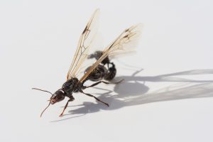 Hormiga con alas, hormiga reina. Queen ant, winged ant. Sombra sobre fondo blanco. Apareamiento, Cópula, Zángano, Insects mating