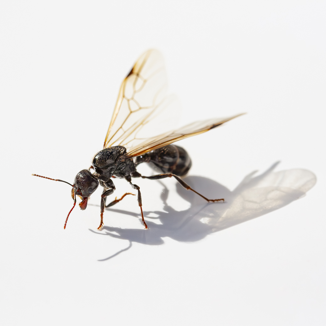 Hormiga con alas, hormiga reina. Queen ant, winged ant. Sombra sobre fondo blanco