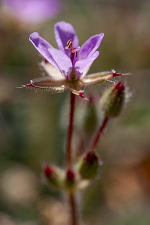 Flor silvestre rosa a contraluz, polen y espinas. Erodium. Flora vascular, alfiler de pastor, alfilerillo. Mediterranean stork's bill, soft stork's-bill, oval heron's bill. Wild pink flower