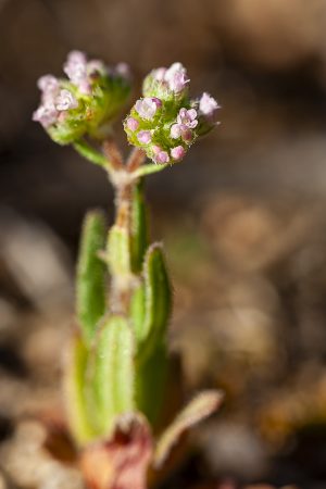 Valerianela coronada, Valerianella coronata, Hierba de los canónigos, Pequeñas flores rosadas agrupadas.