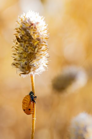 Crisálida de mariquita, Coccinella septempunctata, Pupa de mariquita, Ladybird, Carnivorous beetle, Escarabajo carnívoro, Insecto carnívoro
