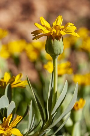 Flor amarilla en un prado de flores. Hertia cheirifolia