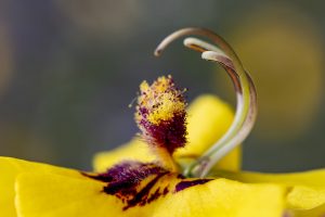 Vara de San José, gordolobo, Verbascum, Scrophulariaceae, Mullein leaf flower