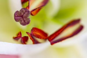 Lirio, Lilium, Estambres y pistilos en composición abstracta. Lily flower