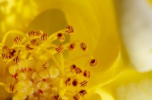 Close up de rosa amarilla. Yellow rose