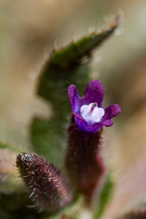 Anchusa undulata, Chupamieles, Chupamiel, Flor morada con hoja verde puntiaguda, Purple flower with green leaf