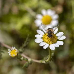 Anthemis arvensis, Eristalis arbustorum, Flor de manzanilla silvestre con insecto, Sírfido, corn chamomile, mayweed, scentless chamomile, field chamomile, syrphid fly