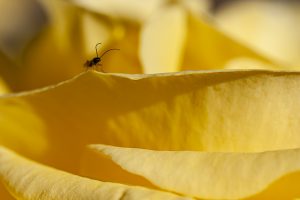 Pequeño insecto con grandes antenas posado en un pétalo de rosa amarilla. Little black wasp on yellow rose