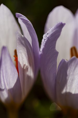 Gotas de rocío sobre dos flores de azafrán silvestre. Crocus, Flores de color lila, quitameriendas.