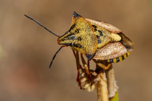 Chinche, chinche de escudo, Carpocoris, Shield bug. Insecto acorazado