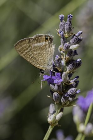 Lampides boeticus, Mariposa azul rabilarga, Mariposa canela estriada, pea blue, long-tailed blue