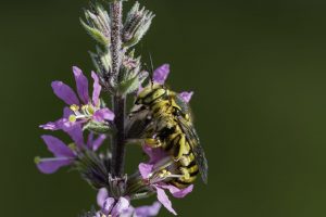 Abeja cardadora de la lana en una flor rosa de arroyuela, salicaria, Lithrum salicaria, wild bee on a pink flower, Anthidium florentinum
