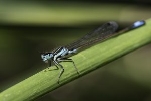 Odonato, Ischnura graellsii, Libélula de cola azul ibérica