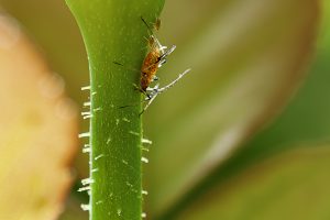 Pulgón, pulgona, crías, fundadora, pulgona vivípara