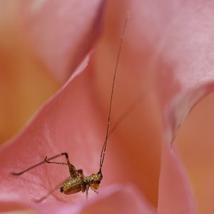 Saltamontes longicorne, Phaneroptera nana, ninfa, Rosa, Pétalos