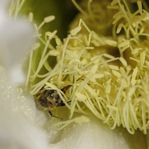 Abeja obrera recolecta miel y polen con su larga lengua de una flor de cactus. Worker bee