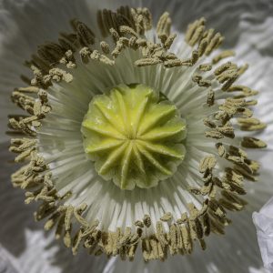 Flor de adormidera blanca, Papaver somníferum, Opio, Gineceo, Ovario y estambres, Amapola real, Opium poppy, Breadseed poppy