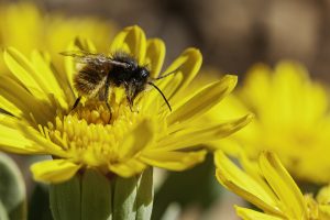 Osmia bicolor, Abeja albañil de dos colores, Abeja velludita, Abeja de terciopelo