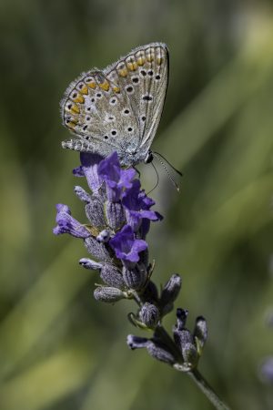 Polyommatus icarus/celina, Especie críptica de mariposa, Butterfly