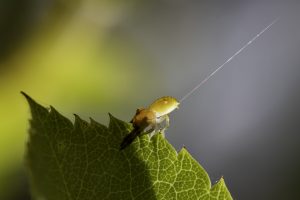Thomisidae, Araña cangrejo de las flores, Araña lanzando seda