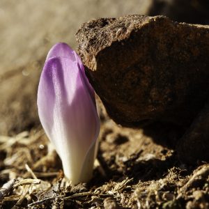 Azafrán silvestre, Azafrán de monte, wild saffron