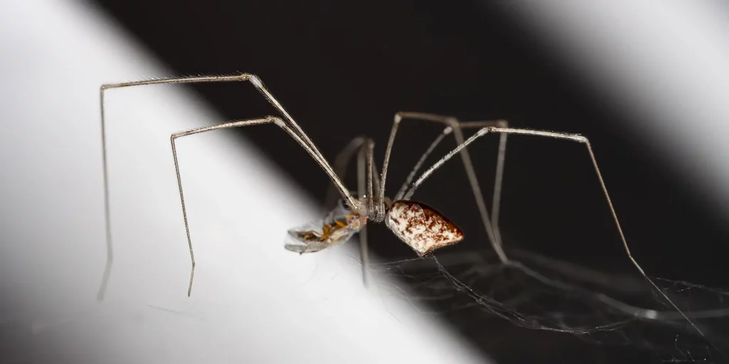 Fotografías de Arañas