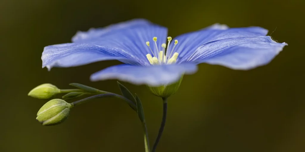 Fotografías de Flores