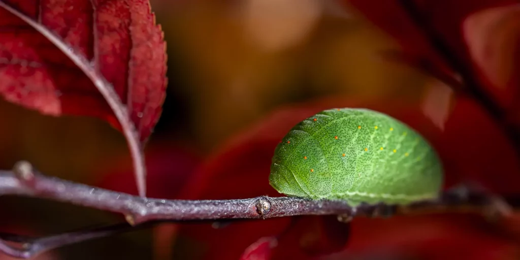 Fotografías de Insectos