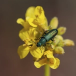 Isabel Nieto Fotografía