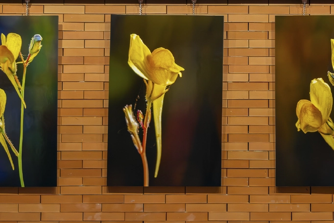 infotoverde decoracion